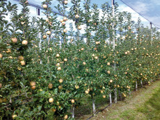 Espaliered fruit trees grant managing, agronomic and sustainability advantages and exclude the use of plant growth regulators (PGR)