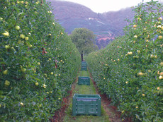 Easy access to orchards hard to be crossed over.