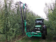 Preparation of orchards for mechanicalpruning