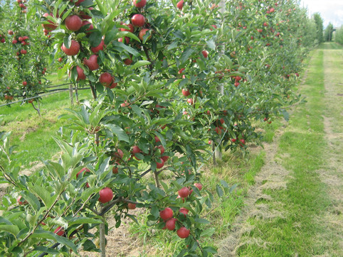 NON-pruned orchards